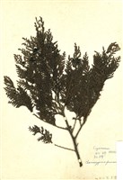 藏品(紅檜)的圖片